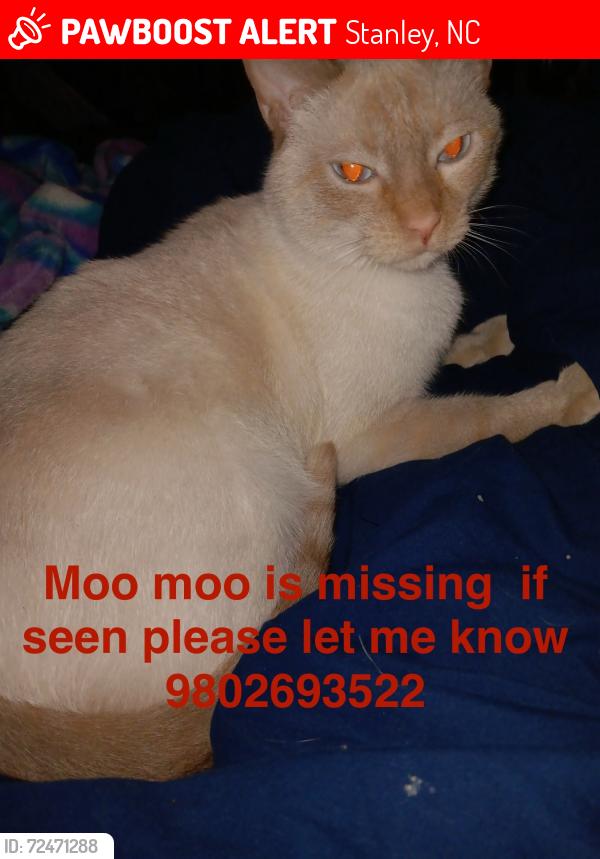 Lost Male Cat last seen Near Ben’s ln , Stanley, NC 28164