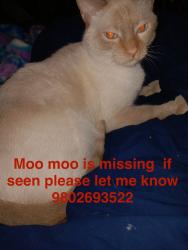 Lost Male Cat last seen Near Ben’s ln , Stanley, NC 28164