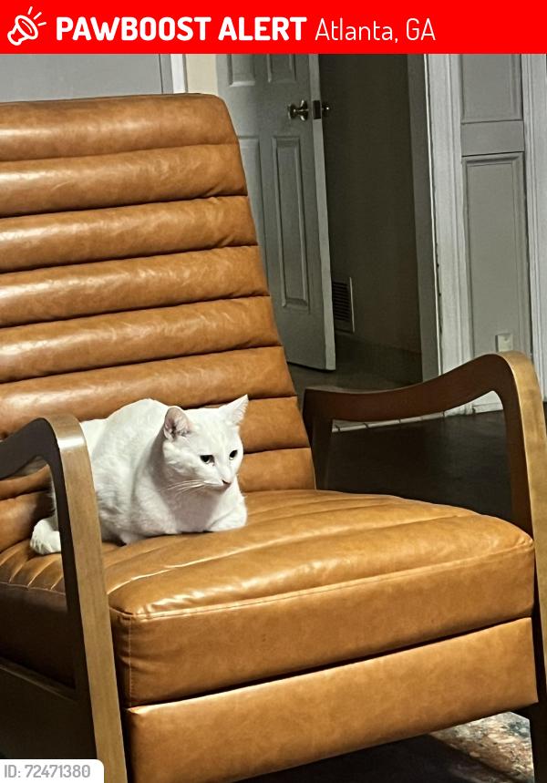 Lost Male Cat last seen Chamblee Tucker, Atlanta, GA 30341