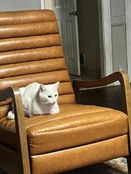 Lost Male Cat last seen Chamblee Tucker, Atlanta, GA 30341