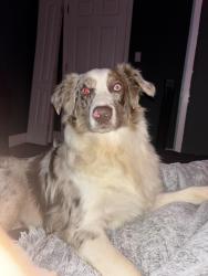 Lost Male Dog last seen n wilder ave and n chamberlain , Rockwood, TN 37854