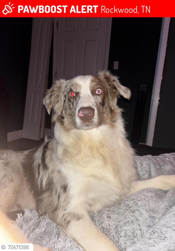 Lost Male Dog last seen n wilder ave and n chamberlain , Rockwood, TN 37854