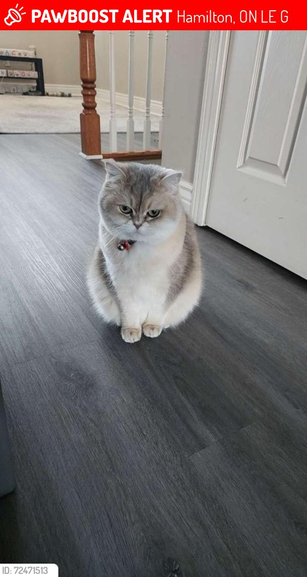 Lost Female Cat last seen Winona, Hamilton, ON L8E 6G6
