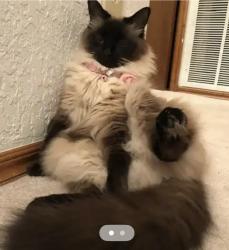 Lost Female Cat last seen 7-eleven, Oklahoma City, OK 73159