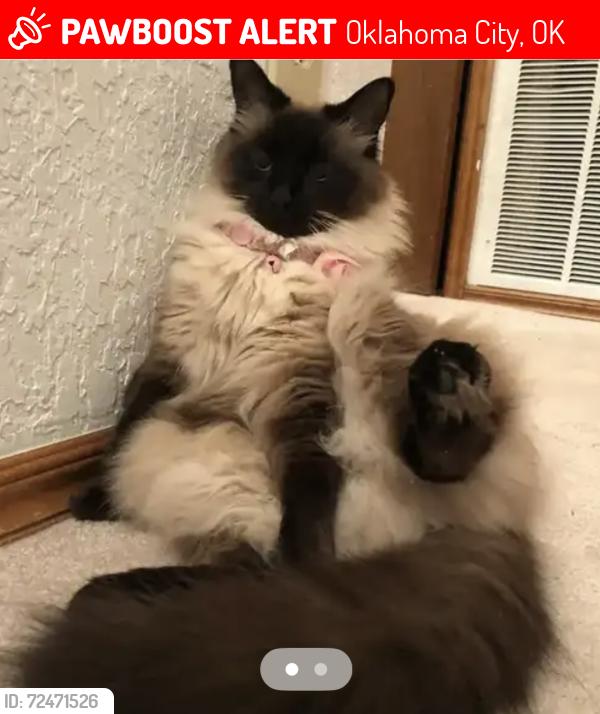 Lost Female Cat last seen 7-eleven, Oklahoma City, OK 73159