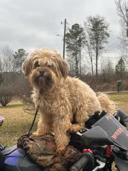 Lost Female Dog last seen Dollar store Lyman, Lyman, SC 29365