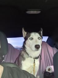 Lost Female Dog last seen Mckellips and Center, Mesa, AZ 85201