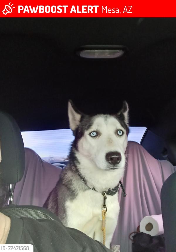 Lost Female Dog last seen Mckellips and Center, Mesa, AZ 85201