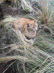 Lost Male Cat last seen Diminick St, Oregon City, OR 97045