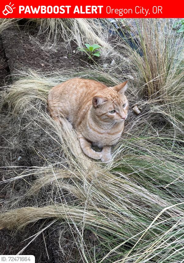 Lost Male Cat last seen Diminick St, Oregon City, OR 97045