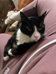 Lost Female Cat last seen Cobbs Creek Parkway by Anderson School, Philadelphia, PA 19143