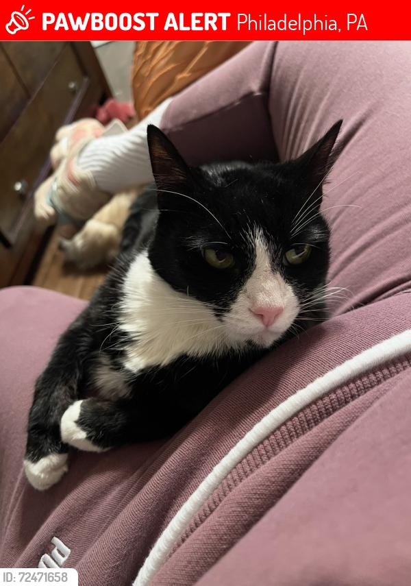 Lost Female Cat last seen Cobbs Creek Parkway by Anderson School, Philadelphia, PA 19143