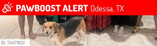 Lost Female Dog last seen XIT Ranch Road, Odessa , Odessa, TX 79765