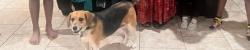 Lost Female Dog last seen XIT Ranch Road, Odessa , Odessa, TX 79765