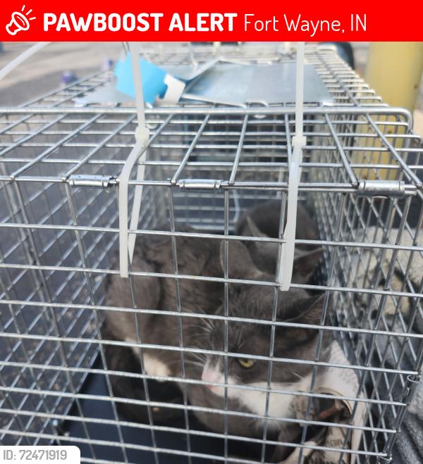 Lost Female Cat last seen Easton Ridge Place, Fort Wayne, IN 46818