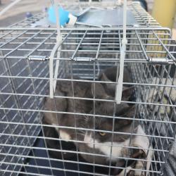 Lost Female Cat last seen Easton Ridge Place, Fort Wayne, IN 46818