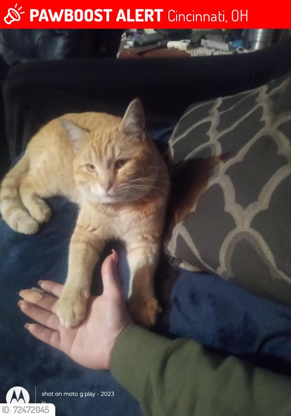 Lost Male Cat last seen Adams Rd, Cincinnati, OH 45231