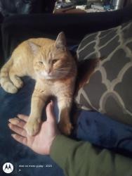 Lost Male Cat last seen Adams Rd, Cincinnati, OH 45231