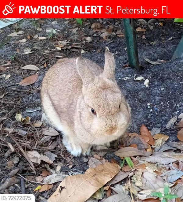 Lost Male Rabbit last seen 46th Avenue North, St. Petersburg, FL 33709