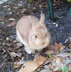 Lost Male Rabbit last seen 46th Avenue North, St. Petersburg, FL 33709