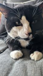 Lost Male Cat last seen General Booth Blvd, Virginia Beach, VA 23454