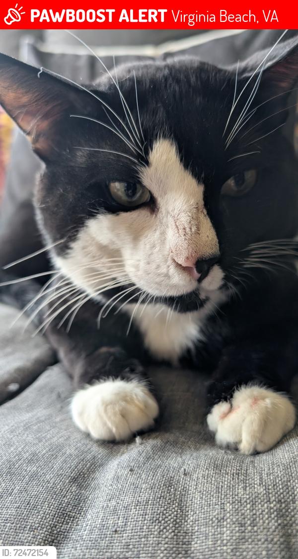 Lost Male Cat last seen General Booth Blvd, Virginia Beach, VA 23454