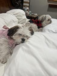 Lost Female Dog last seen Twin Oaks dr, Forest Hill, TX 76119