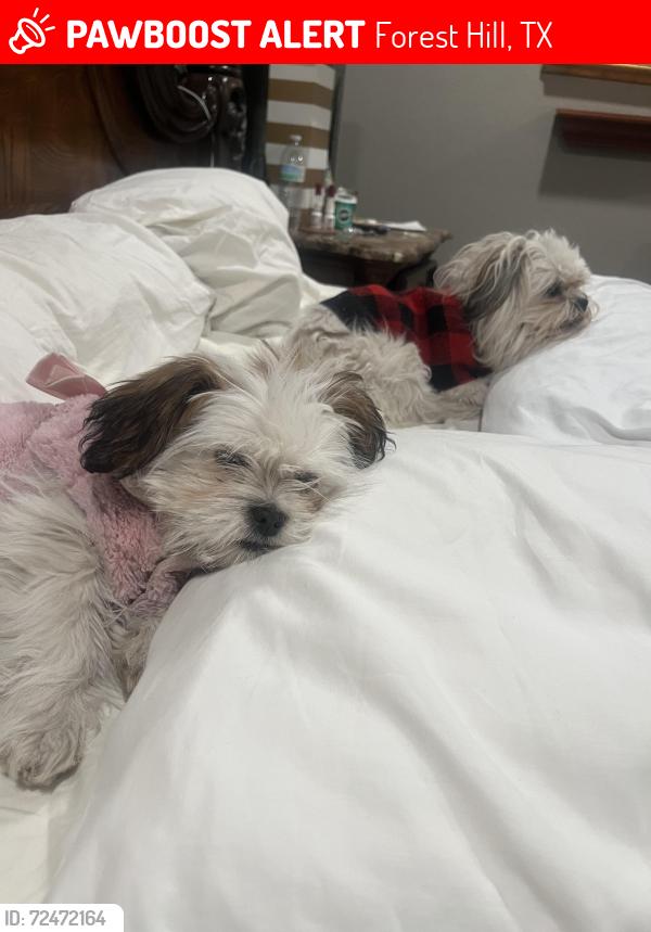 Lost Female Dog last seen Twin Oaks dr, Forest Hill, TX 76119