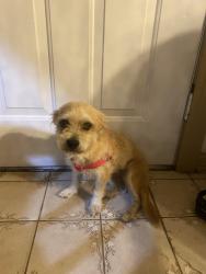 Lost Female Dog last seen Paisano st and Efren Ramirez rd, Roma, TX, Roma, TX 78584