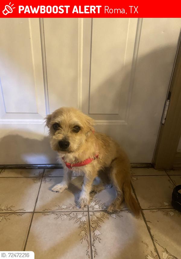 Lost Female Dog last seen Paisano st and Efren Ramirez rd, Roma, TX, Roma, TX 78584