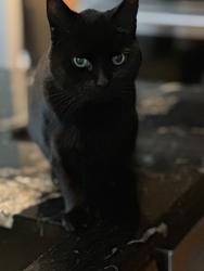 Lost Male Cat last seen Riverside Drive, Dublin, OH 43017