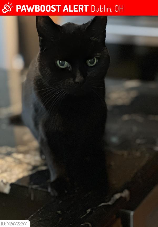 Lost Male Cat last seen Riverside Drive, Dublin, OH 43017