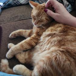 Lost Male Cat last seen Benson & Marion , Sioux Falls, SD 57107