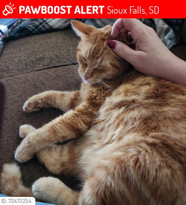 Lost Male Cat last seen Benson & Marion , Sioux Falls, SD 57107
