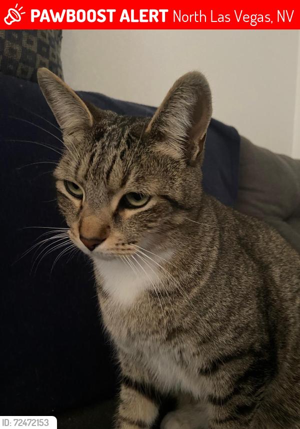 Lost Male Cat last seen Near College Park, North Las Vegas, NV 89030