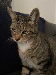 Lost Male Cat last seen Near College Park, North Las Vegas, NV 89030