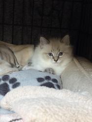 Lost Female Cat last seen Standiford Ave and Tully Rd, Modesto, CA 95350