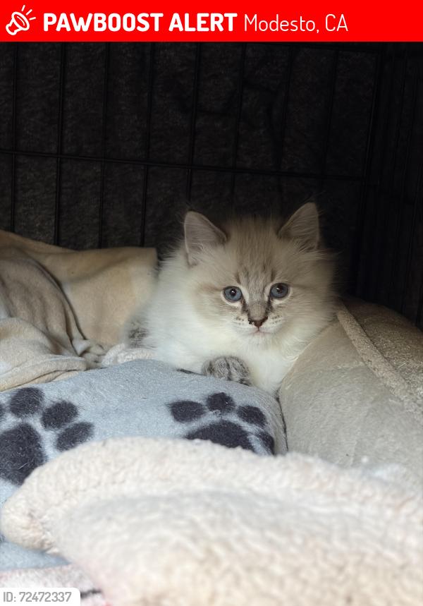 Lost Female Cat last seen Standiford Ave and Tully Rd, Modesto, CA 95350