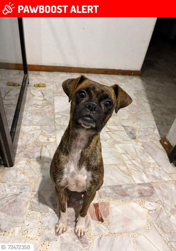 Lost Female Dog last seen Calle 29 sur , Ciénega de Flores, N.L. 