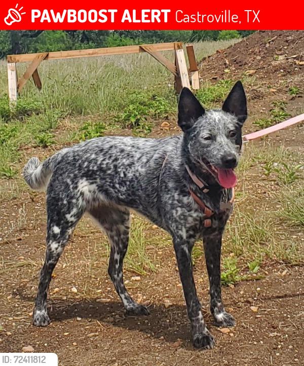 Lost Female Dog last seen Fiorella Street near City Hall, Castroville, TX 78009