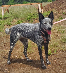Lost Female Dog last seen Fiorella Street near City Hall, Castroville, TX 78009