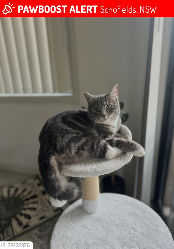 Lost Male Cat last seen Railway Terrace, Schofields, Schofields, NSW 2762
