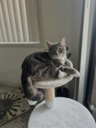 Lost Male Cat last seen Railway Terrace, Schofields, Schofields, NSW 2762
