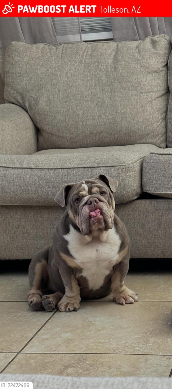 Lost Female Dog last seen El mirage and lower buckeye rd, Tolleson, AZ 85353