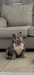 Lost Female Dog last seen El mirage and lower buckeye rd, Tolleson, AZ 85353