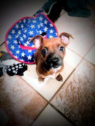 Lost Female Dog last seen S El Dorado and 4th Street , Stockton, CA 95206
