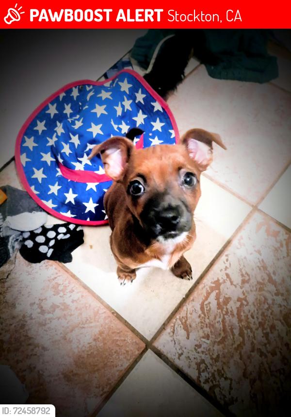Lost Female Dog last seen S El Dorado and 4th Street , Stockton, CA 95206