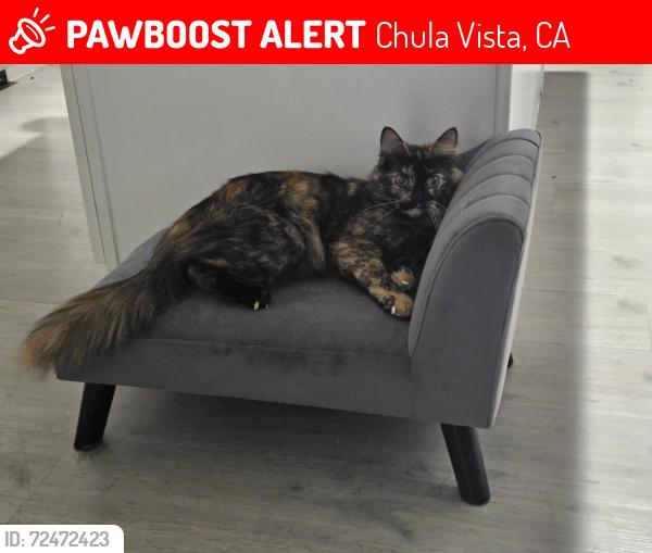 Lost Female Cat last seen Ash st, Chula Vista, CA 91910