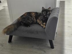 Lost Female Cat last seen Ash st, Chula Vista, CA 91910