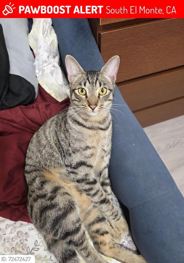 Lost Male Cat last seen Marshalls's plaza South El Monte , South El Monte, CA 91733